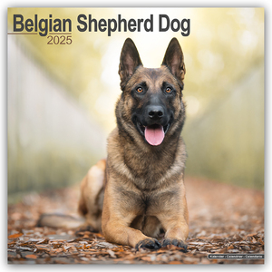 ISBN 9781804603130: Belgian Shepherd Dog – Belgischer Schäferhund 2025 – 16-Monatskalender - Original Avonside-Kalender [Mehrsprachig] [Kalender]