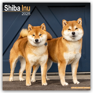 ISBN 9781804603901: Shiba Inu Wandkalender 2025