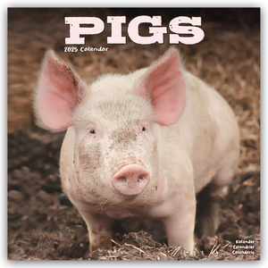 ISBN 9781804604465: Pigs - Schweine 2025 - 16-Monatskalender