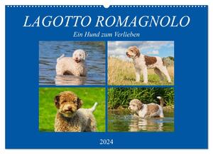 ISBN 9783383100093: Lagotto Romagnolo - Ein Hund zum Verlieben (Wandkalender 2024 DIN A2 quer), CALVENDO Monatskalender