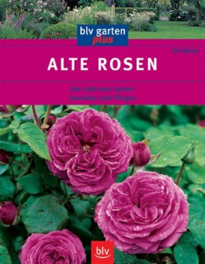 ISBN 9783405163563: Alte Rosen – Die schönsten Sorten - Gestalten und Pflegen