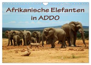 ISBN 9783435623891: Afrikanische Elefanten in ADDO (Wandkalender 2025 DIN A4 quer), CALVENDO Monatskalender