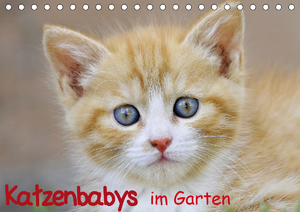 neues Buch – Ivan Jazbinszky – Katzenbabys im Garten (Tischkalender 2021 DIN A5 quer)