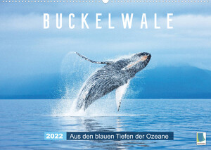 ISBN 9783673898181: Buckelwale: Aus den blauen Tiefen der Ozeane (Wandkalender 2022 DIN A2 quer)