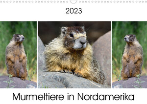 neues Buch – Dieter Wilczek – Murmeltiere in Nordamerika (Wandkalender 2023 DIN A3 quer)