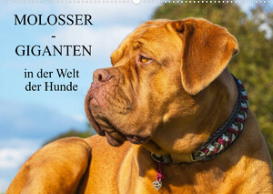 ISBN 9783674937001: Molosser - Giganten in der Welt der Hunde (Wandkalender 2023 DIN A2 quer) - Molosser - ursprünglich imposante Wach- und Treibhunde auf 13 Kalenderblättern präsentiert (Monatskalender, 14 Seiten )