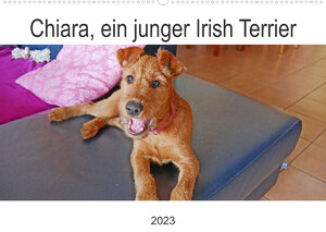 ISBN 9783675284302: Chiara, ein junger Irish Terrier (Wandkalender 2023 DIN A2 quer) – Fotos haben die ersten Monate eines jungen Hundes festgehalten (Geburtstagskalender, 14 Seiten )