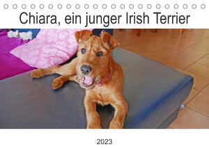 ISBN 9783675284319: Chiara, ein junger Irish Terrier (Tischkalender 2023 DIN A5 quer) - Fotos haben die ersten Monate eines jungen Hundes festgehalten (Geburtstagskalender, 14 Seiten )