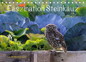 neues Buch – Wolfgang Lequen – Faszination Steinkauz (Tischkalender 2023 DIN A5 quer)