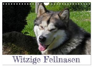 ISBN 9783675927209: Witzige Fellnasen (Wandkalender 2024 DIN A4 quer), CALVENDO Monatskalender