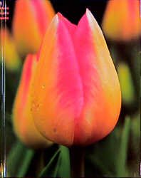 ISBN 9783760717999: Tulpen