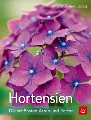 gebrauchtes Buch – Katharina Adams – Hortensien Die schönsten Arten und Sorten Pflanzen und Pflegen [Gebundene Ausgabe] Hortensie Die besten Arten und Sorten Hortensienarten Hortensiengruppen Hortensienpflege Hortensienpraxis Hortensiens