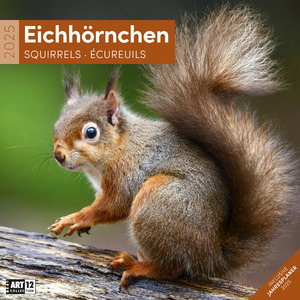 ISBN 9783838445311: Eichhörnchen Kalender 2025 - 30x30