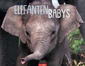 neues Buch – Elefantenbabys Kalender 2025