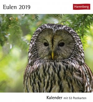 ISBN 9783840018848: Eulen - Kalender 2019: Kalender mit 53 Postkarten