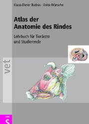 ISBN 9783877066737: Atlas der Anatomie des Rindes - Lehrbuch für Tierärzte und Studierende