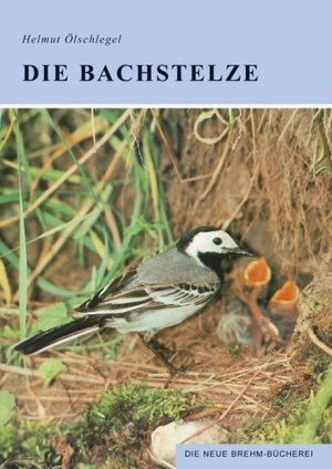 ISBN 9783894323592: Die Bachstelze Motacilla alba