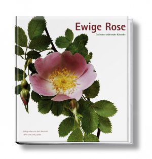 ISBN 9783938100141: Ewige Rose – Ein immer währender Kalender