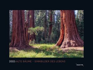 ISBN 9783965913349: Alte Bäume, Sinnbilder des Lebens - KUNTH Wandkalender 2025 - Hochwertiger, bildstarker Kalender mit Spiralbindung im Großformat