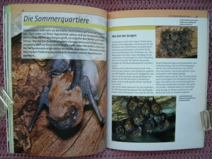 gebrauchtes Buch – Klaus Richarz – Fledermäuse • beobachten, erkennen und schützen • viele Tipps und Anleitungen durchs ganze Jahr