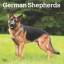 Browntrout: German Shepherds 2025 12 X 2