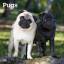 Browntrout: Pugs 2025 12 X 24 Inch Month