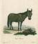 gebrauchtes Buch – PFERDE. - Maulesel., "Equus Hinnus". Ein Maulesel. – Bild 1