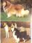 gebrauchtes Buch – Eva-Maria Vogeler – Britische Hütehunde - Collie, Shetland Sheepdog, Bobtail, Welsh Corgie – Bild 4