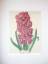 Benjamin Maund: Hyacinthus orientalis.- 