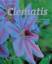 Mary Tommey: Clematis