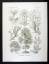 Haeckel, Ernst (1834-1919).: 15 - Fucoid