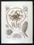 Haeckel, Ernst (1834-1919).: 19 - Pennat