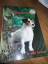 Brian Plummer: Jack Russell Terrier