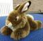 Teddy Hermann: Teddy Hermann 93743 Hase