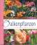 Jan Eckrich / Andrea Rausch: Balkonpflan