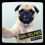 Charlie Ellis: Dog Selfies - Mit deutsch