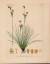 Juncus squarrosus L. Junceae. - [Sparrig