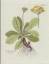 Primula Auricula. Aurikel. -