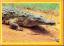 Mini Puzzle - The Nile Crocodile - 35 Te