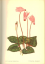 antiquarisches Buch – Levy, Brakha; Berlinger – Carmel Flowers / Fleurs du Carmel. Thirty Two Wild Flowers. Trente Deux Fleurs Des Champs. – Bild 2