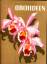 K. H. Meyer: Orchideen in Wort und Bild