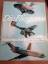 Arthur Gordon: Die Fliegerei. Illustrier Arthur Gordon: Die Fliegerei. Illustrier