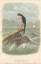 Norwegischer Jagdfalke: Falco Gyrfalco, Norwegischer Jagdfalke: Falco Gyrfalco,