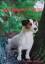 Brian Plummer: Jack Russell Terrier