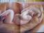 gebrauchtes Buch – Anne Geddes – Fantasy-Baby-Foto-Buch-Willkommen – Bild 6