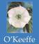 Janet Souter: O`Keeffe