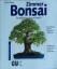 Jochen Pfisterer: Zimmer-Bonsai