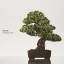 Susumu Nakamura: Bonsai: A Patient Art