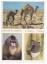 2x Esso Tieralbum Sammelbilder Mandrill 