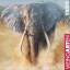 Tusker Puzzle 1000 Teile (Elefant)